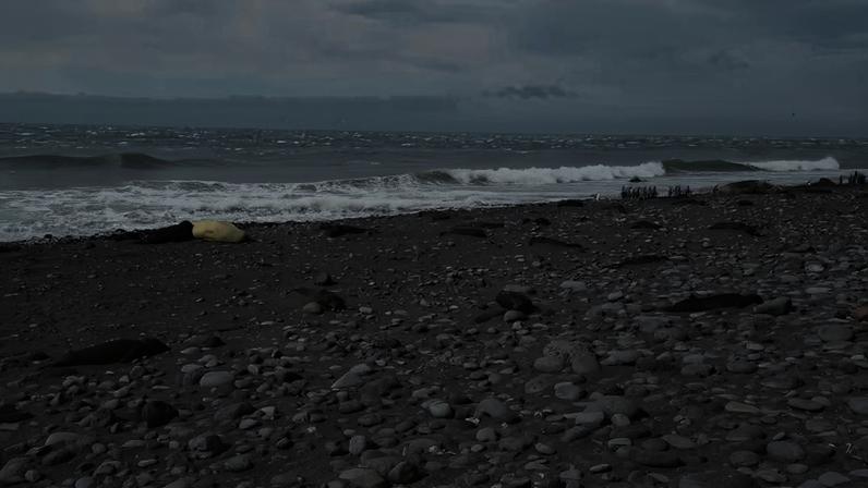 O impacto devastador da gripe aviária H5N1 na Ilha Heard, uma ilha subantártica.