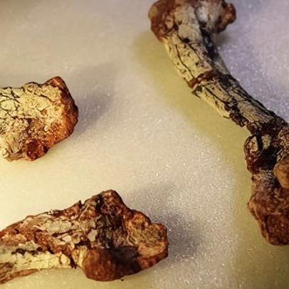Fóssil de espécie anterior aos dinossauros é encontrado no Brasil