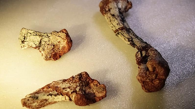 Fóssil de espécie anterior aos dinossauros é encontrada no RS
