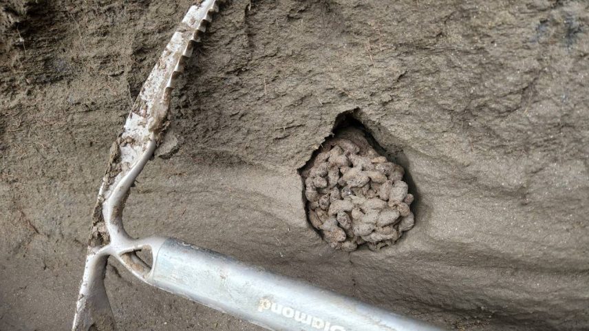 Fezes dos esquilos guardam miríade de amostras de DNA (Scott Cocker/Reprodução)