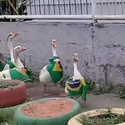 Morador do Rio registra gansos desfilando com lenços do Brasil