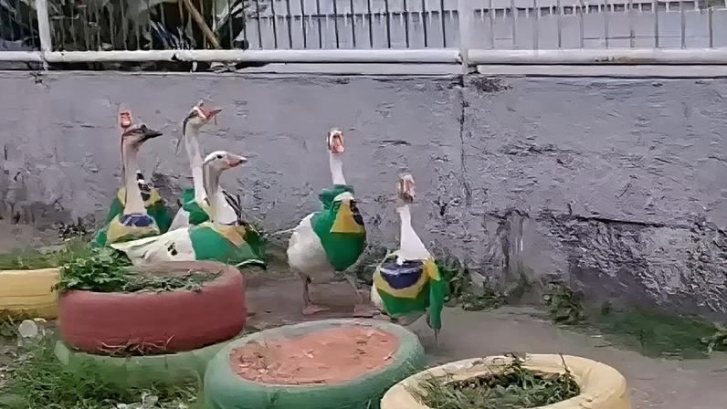 Gansos foram flagrados caminhando enfileirados nas ruas de Paciência, no Rio