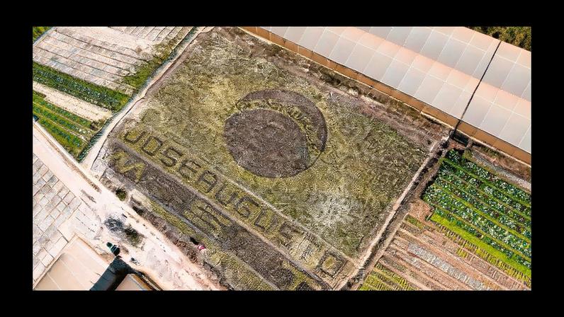MG: agricultor faz bandeira com alface para torcer pelo hexa