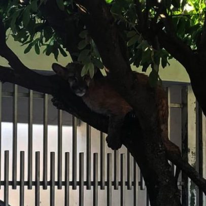 Onça-parda é encontrada descansando em tronco de árvore