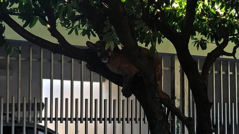 Onça-parda descansando sobre tronco de árvore em Birigui (SP) — Foto: Arquivo pessoal