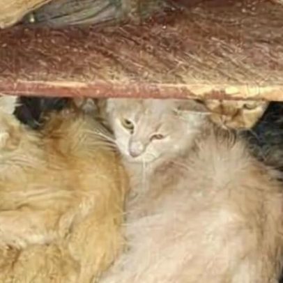 Polícia encerra inquérito após resgate de 212 gatos em Santa Catarina