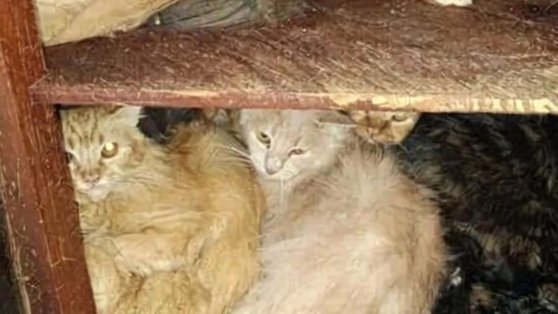 Polícia conclui inquérito após resgate de 212 gatos em Santa Catarina