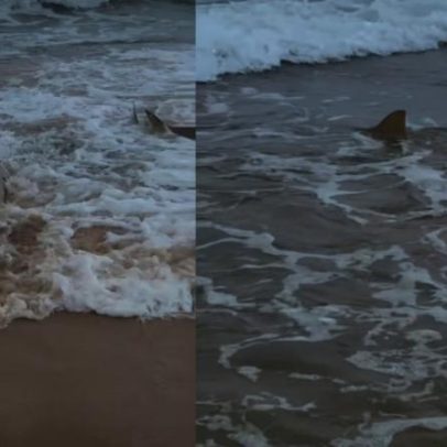 Praia com tubarões em Fernando de Noronha viraliza após ataques em PE