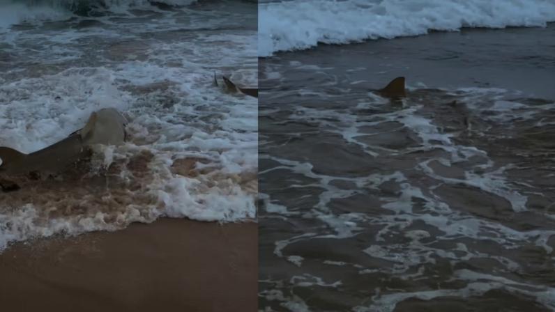 Imagem colorida, Praia com tubarões em Fernando de Noronha viraliza após ataques no PE - Metrópoles