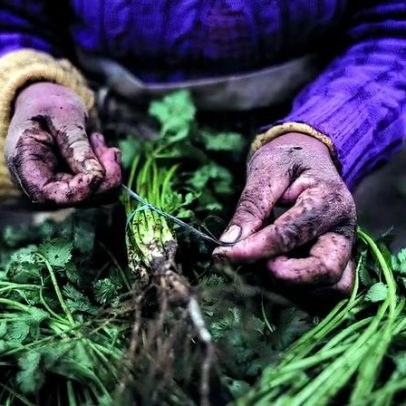 MP amplia orçamento distribuição de alimentos da agricultura familiar no Nordeste