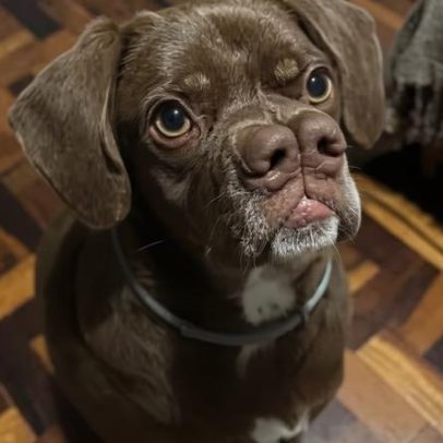Cachorro com dois narizes atrai curiosidade e tutora explica