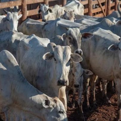 China reconhece Brasil como livre de febre aftosa e suspende proibições