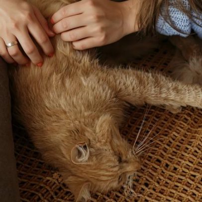 Frio agrava doenças articulares em pets: 3 sinais de alerta