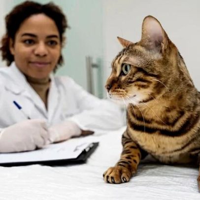 FIV e FeLV em pets podem ser graves, mas não é sentença de morte