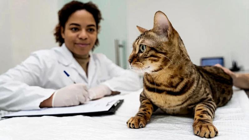 FIV e FeLV em pets pode ser grave, mas não é uma sentença de morte