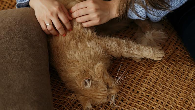 Foto colorida de mulher acariciando gato