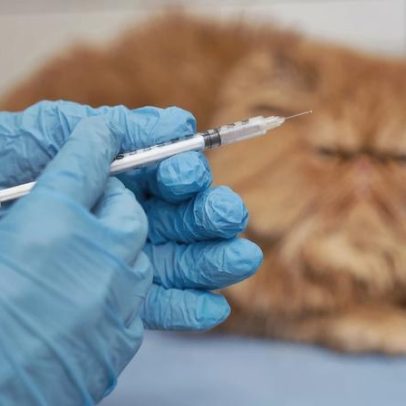 Vacinação de pets adultos, alerta de veterinária