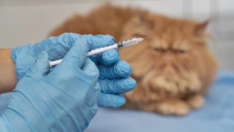 Vacinação de pets adultos, alerta de veterinária