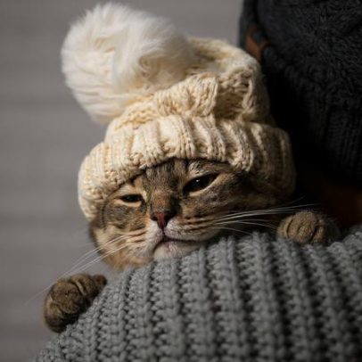 Gatos respirando pela boca no inverno podem indicar doença grave