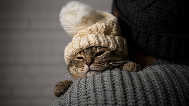 Gatos respirando pela boca no inverno podem indicar doença grave