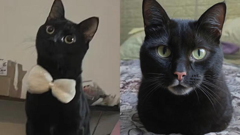 Antes e depois de Fumaça, gato diagnosticado com vitiligo — Foto: Reprodução/Instagram