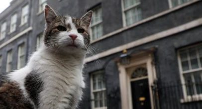 Primeiro-felino britânico terá novo dono após renúncia de Starmer