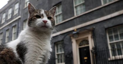 Gato Larry, felino que vive na Downing Street junto do primeiro-ministro do Reino Unido