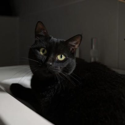 Xampus humanos e banhos caseiros ameaçam a saúde dos pets