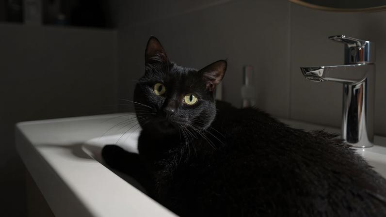 Xampus humanos e banhos caseiros ameaçam a saúde dos pets