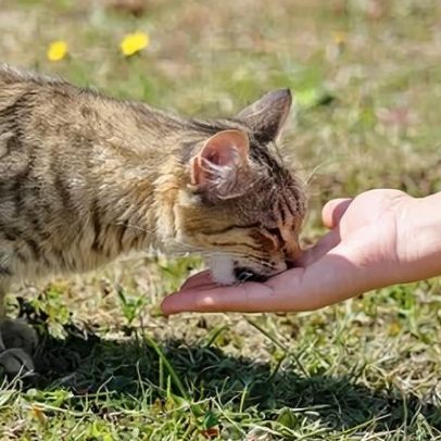 Animais de estimação podem influenciar humor de donos estressados, aponta estudo