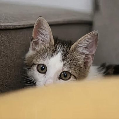 Copa do Mundo: como reduzir o estresse de cães e gatos durante os jogos