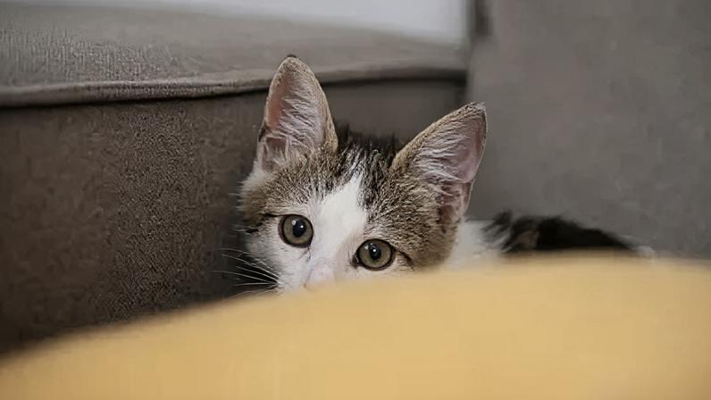 Gatos podem apresentar problemas de saúde com barulheiras nos jogos da Copa do Mundo