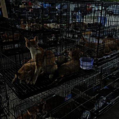 Polícia resgata centenas de gatos roubados para consumo no Vietnã