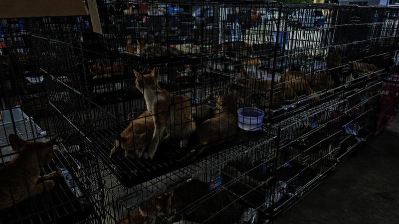 Gatos resgatados durante operação policial realizada em Ho Chi Minh, no Vietnã. Cerca de 400 animais, muitos deles roubados de seus tutores, foram encontrados vivos em uma ação que desmantelou uma rede criminosa suspeita de capturar e comercializar carne de gato no país. (Foto: ONG HUMANE WORLD FOR ANIMALS VIETNAM/EFE)