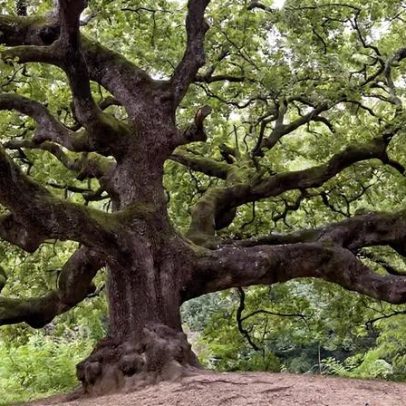 Pandemia medieval originou florestas milenares na Itália, aponta estudo