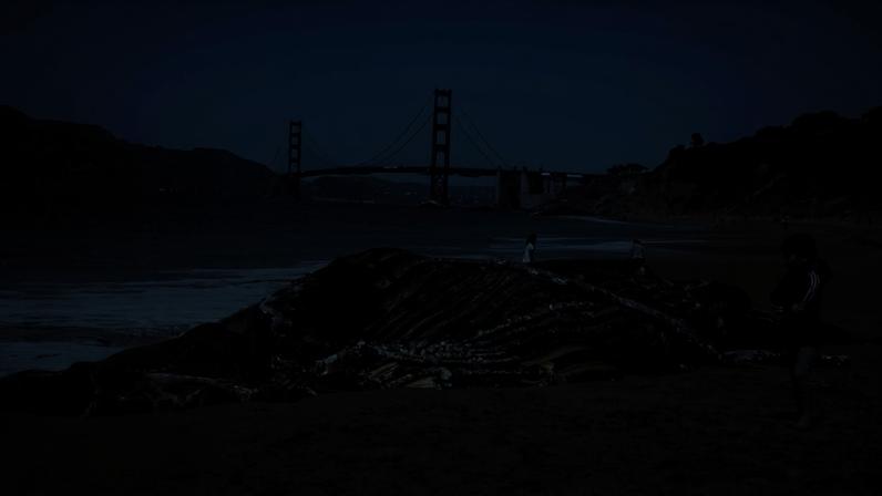 Corpo de uma baleia em praia da baía de São Francisco, nos EUA — Foto: Getty Images