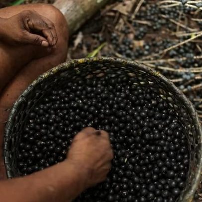 Fundo Amazônia: aprovações quadruplicam desde 2023; Reino Unido é 2º maior doador