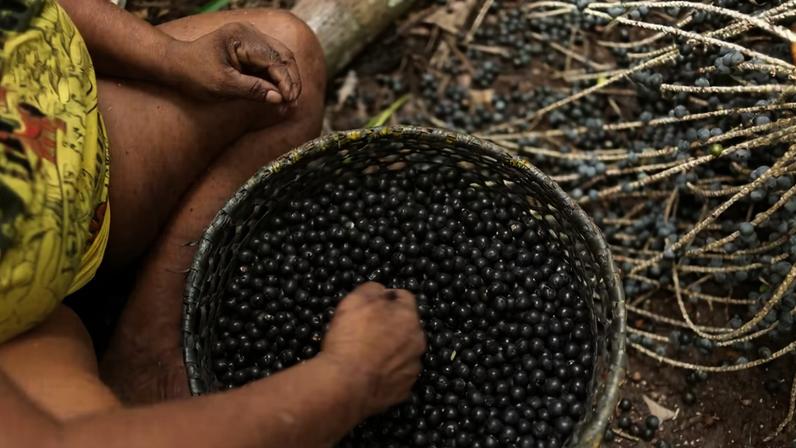 açai amazonia — Foto: Ritmo anual de aprovação de projeto