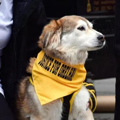 Cão comunitário é encontrado morto com galho na garganta; caso é investigado em SP