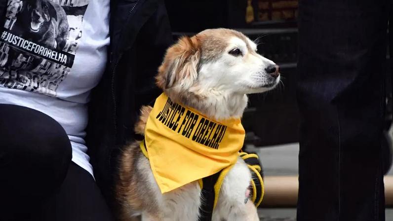 Um cachorro com uma bandana escrita 'Justiça por Orelha' participa de manifestação.
