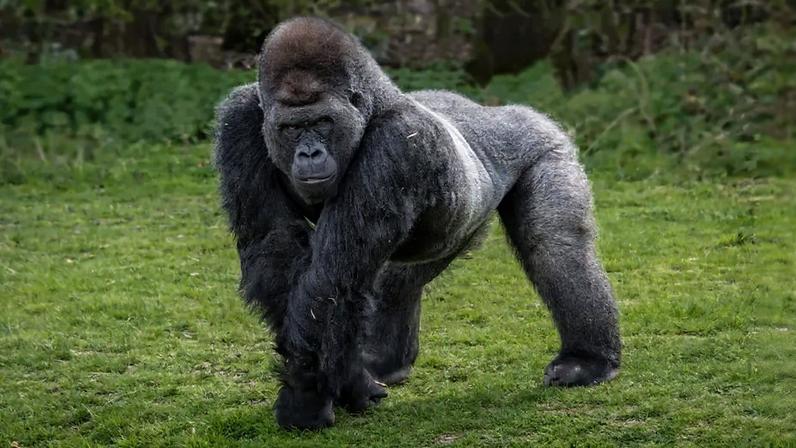 Elefantes, leões, ursos polares, gorilas e tigres são espécies-chave criticamente ameaçadas e que fazem parte da lista de animais selvagens que precisam ser fotografados.