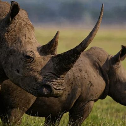 África do Sul condena envolvidos no maior esquema de tráfico de chifres