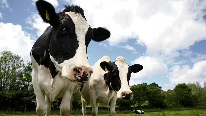 Gado: boi produz metano (CH₄), que é um dos principais gases de efeito estufa. Cidades da Amazônia tentam reduzir emissões por meio da uma alimentação mais sustentável.