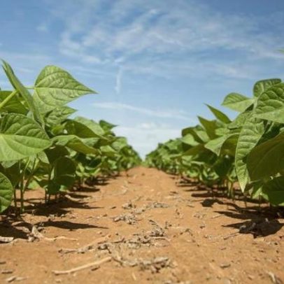 Agroendividado, setor aguarda socorro federal mesmo com isenções fiscais