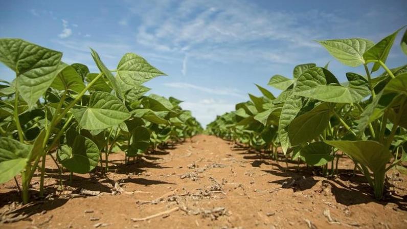 Vítima de desastres climáticos, agronegócio espera refinanciar suas dívidas com ajuda federal