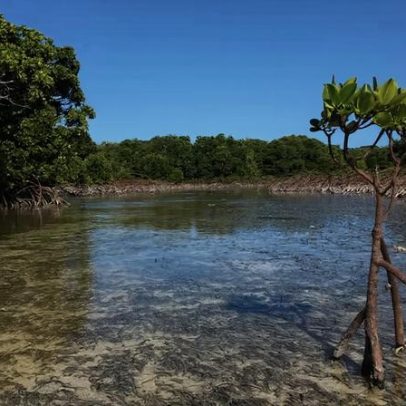 Manguezais globais se recuperam, sinal de resiliência climática
