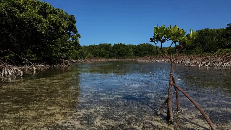 Os manguezais estão prosperando em Ouvéa, um atol deslumbrante em forma de crescente nas Ilhas da Lealdade, na Nova Caledônia, no Pacífico Sul.