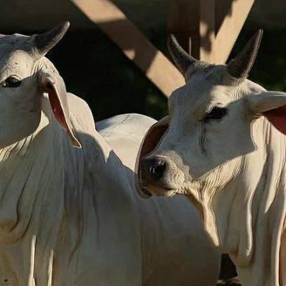 China reconhece Brasil livre da febre aftosa e libera exportação de carne bovina