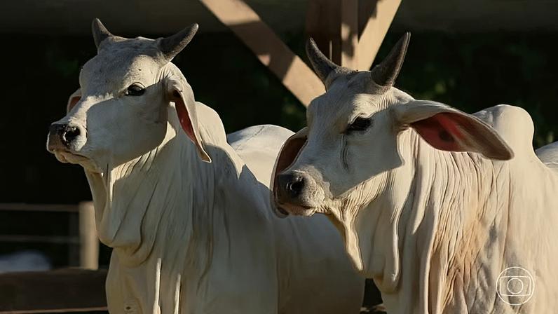 China reconhece que Brasil está livre da febre aftosa e suspende restrições à exportação de carne bovina brasileira — Foto: Jornal Nacional/ Reprodução