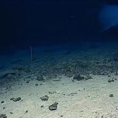 Vídeos inéditos revelam tubarão-duende nas profundezas do oceano